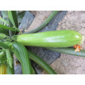 Long light green  vegetable cucurbita pepo hybrid summer squash seeds